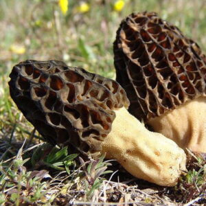 Black Morel Spores (Morchella Importuna